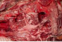 RAW meat pork 0021